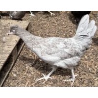 Fosters Olive Egg Hybrid 